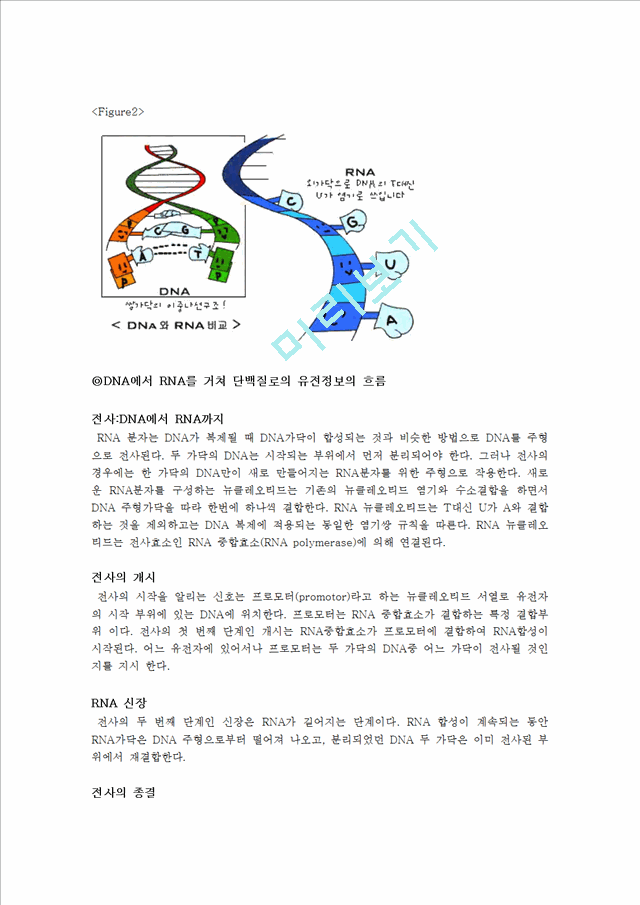 [자연과학]일반생물학 - DNA에서 RNA로 변화하는 과정(2).hwp